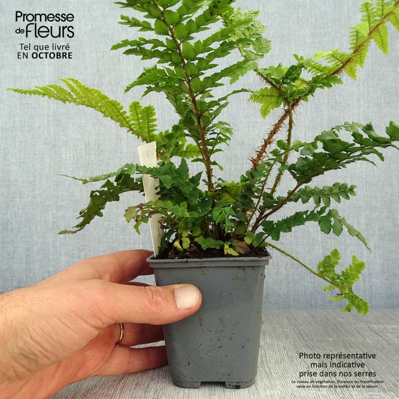 Example of Polystichum polyblepharum - Fougère persistante Godet de 8/9 cm as you get in automne
