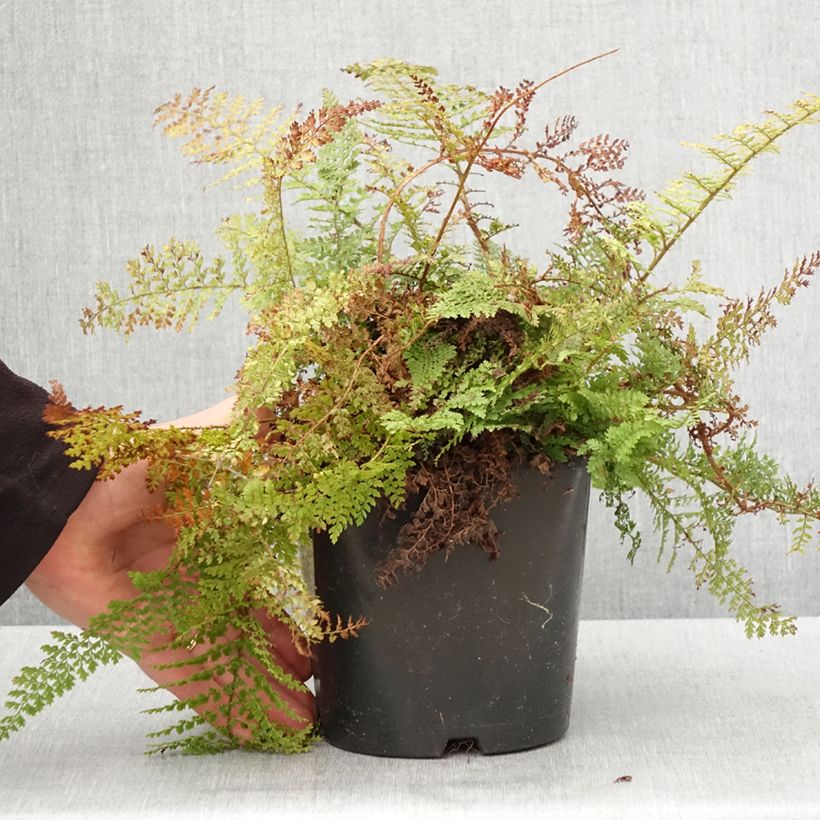 Example of Polystichum setiferum Plumosum Densum - Fougère Pot de 2L/3L as you get in printemps