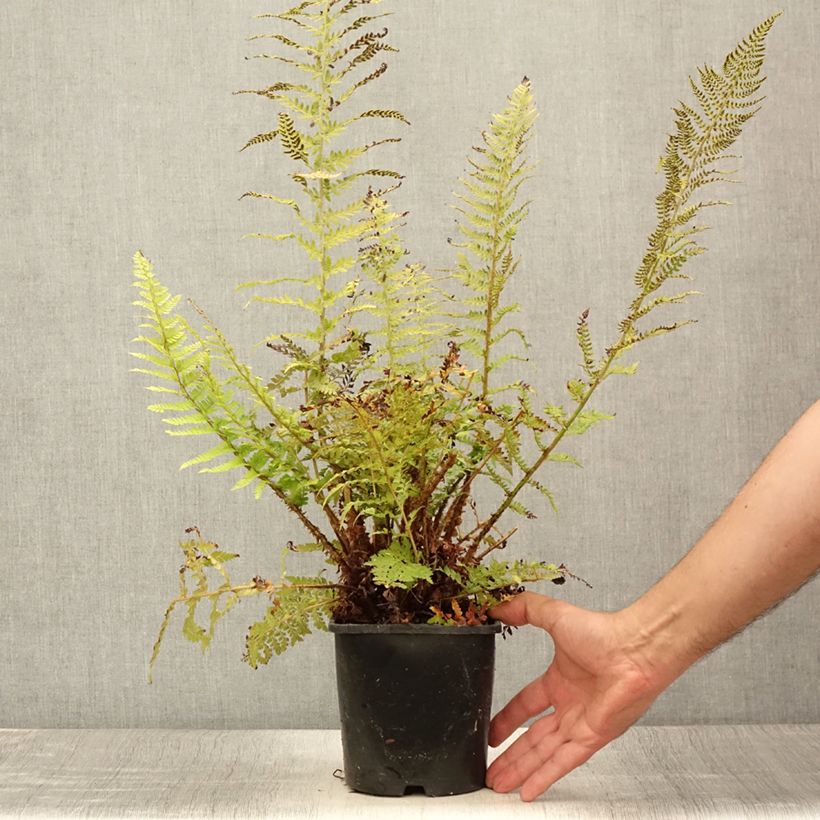 Example of Polystichum setiferum Proliferum - Fougère Pot de 2L/3L as you get in ete
