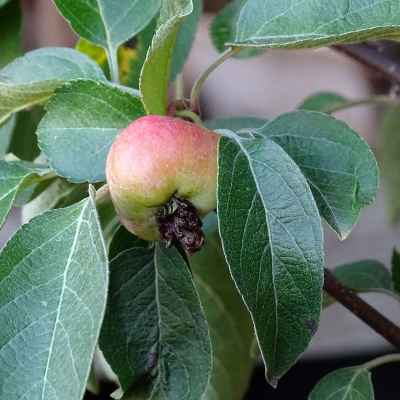 Pommier d'ornement - Malus Perpetu Evereste (Harvest)