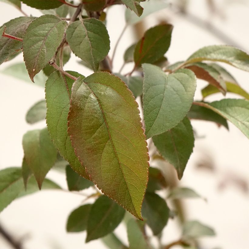 Pommier d'ornement - Malus Coccinella Courtarou (Foliage)