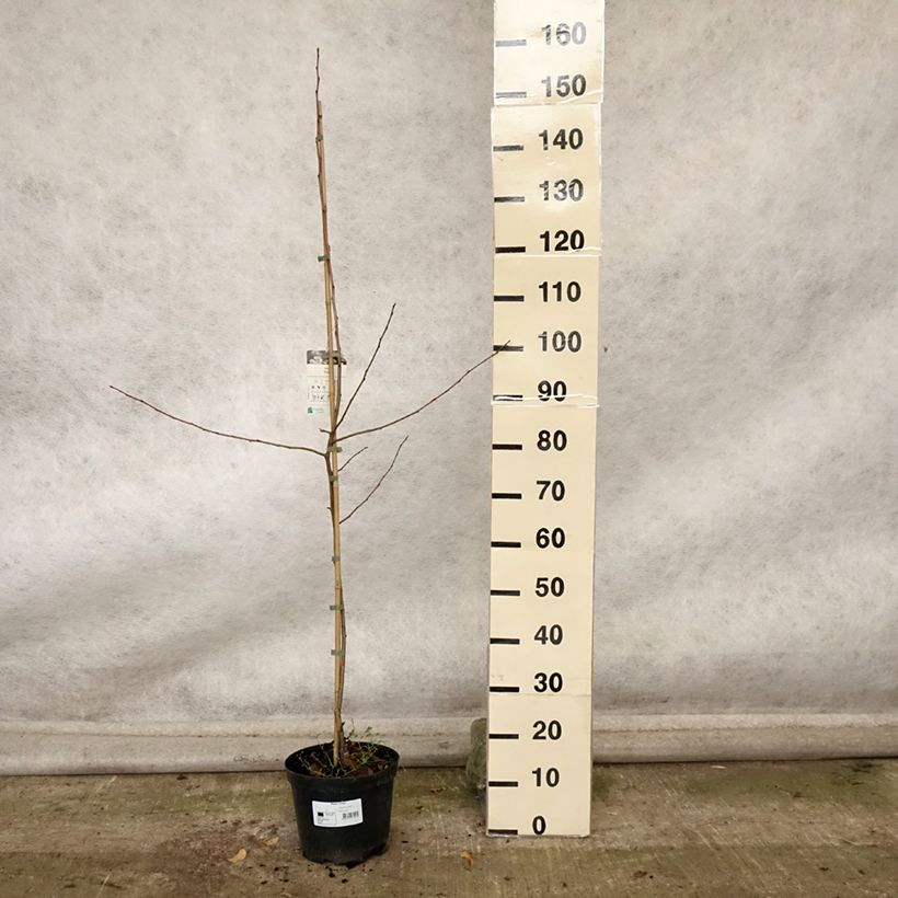 Example of Pommier d'ornement - Malus Dolgo Pot de 4L/5L as you get in automne