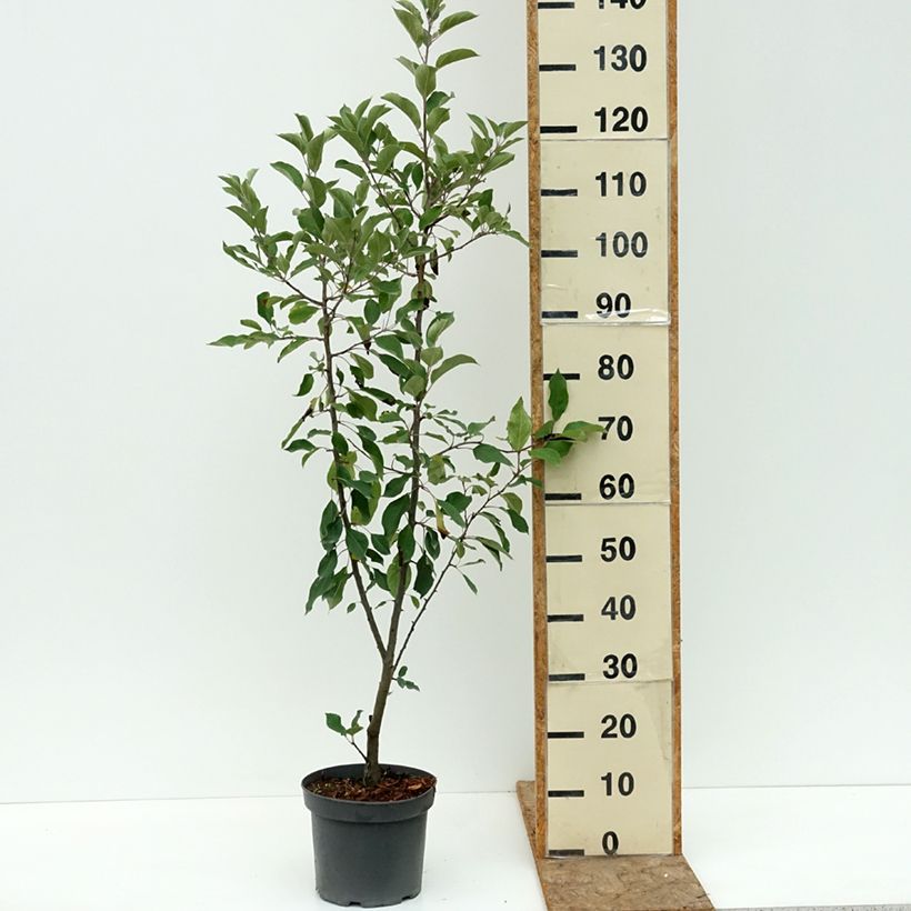 Example of Pommier d'ornement - Malus John Downie Pot de 4L/5L as you get in ete