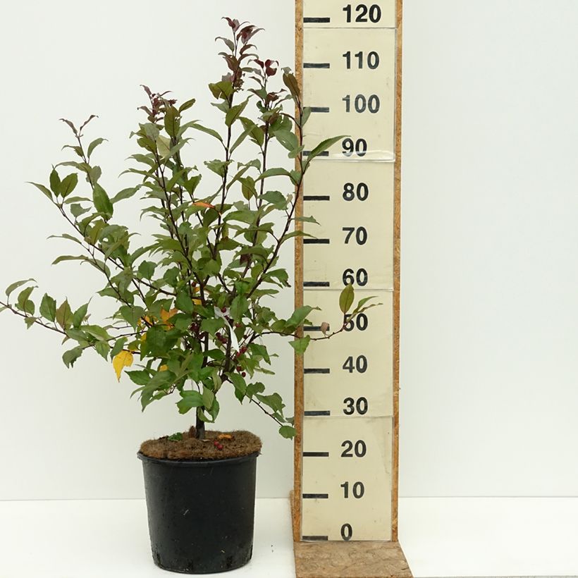 Example of Pommier d'ornement - Malus Prairiefire Pot de 12L/15L, Baliveau as you get in ete