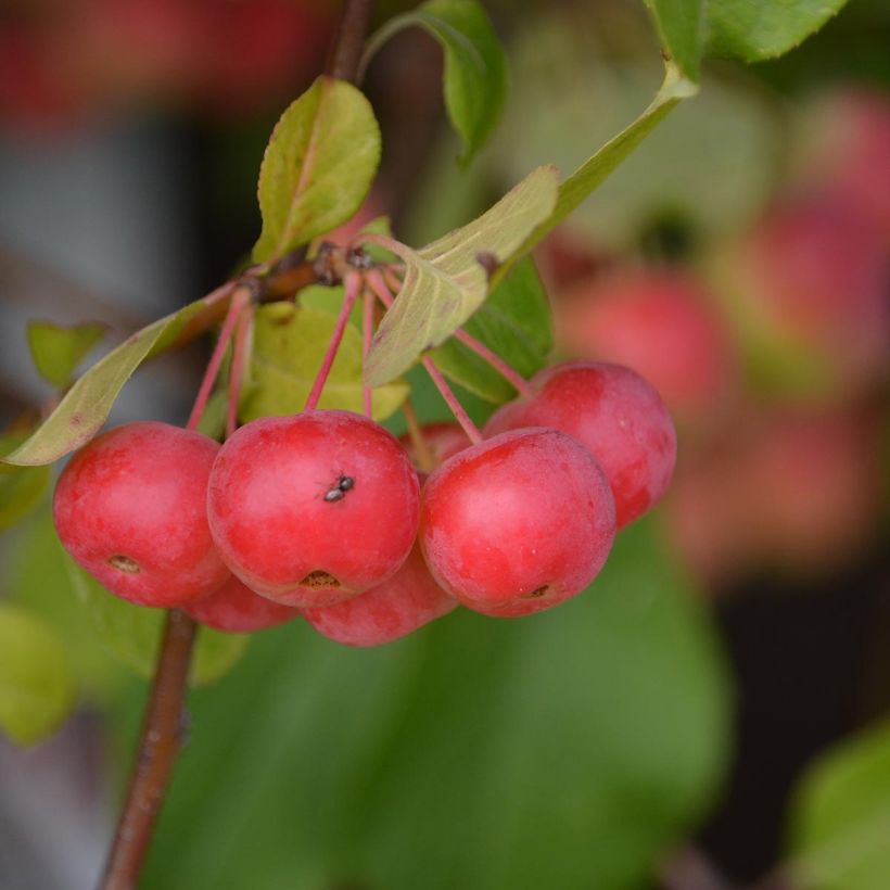 Example of Pommier d'ornement - Malus Red Sentinel  Pot de 6L/7L as you get