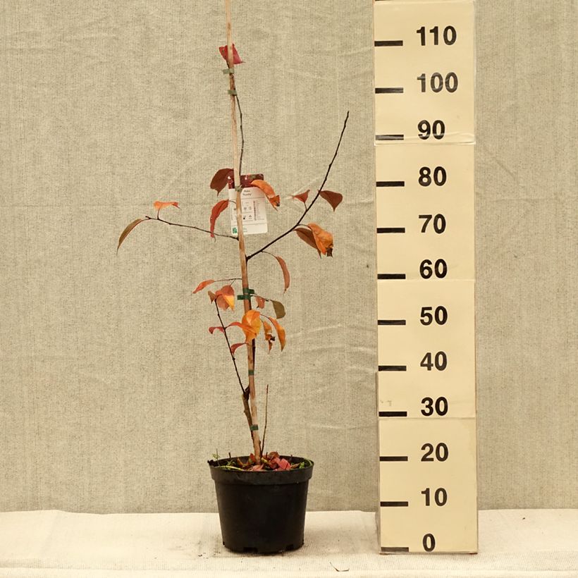 Example of Pommier d'ornement - Malus Royalty Pot de 4L/5L as you get in automne