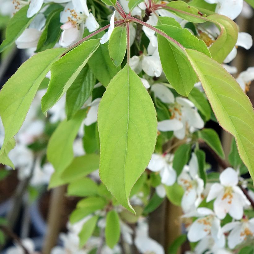 Pommier d'ornement - Malus Sugar Tyme (Foliage)