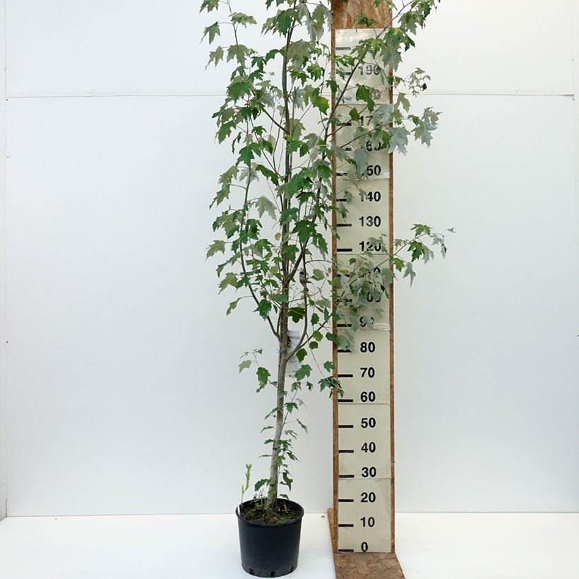 Example of Populus alba Bolleana - Peuplier blanc Pot de 7,5L/10L as you get in ete