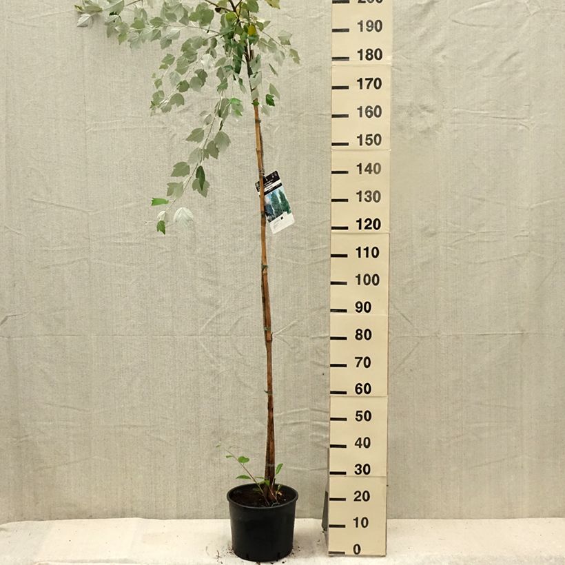Example of Populus alba - Peuplier blanc, de Hollande Pot de 7,5L/10L as you get in ete