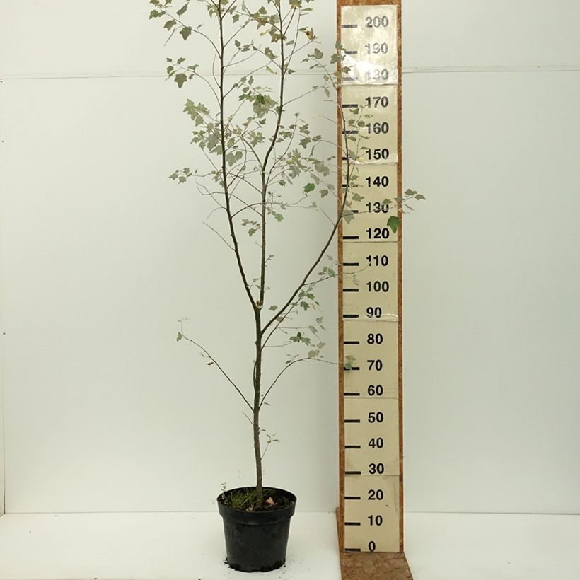 Example of Populus alba Richardii - Peuplier blanc Pot de 4L/5L as you get in ete