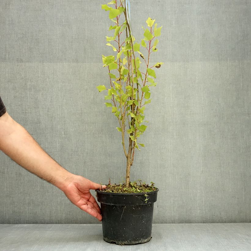 Example of Populus nigra Lombardy Gold - Peuplier noir Pot de 3L/4L as you get in ete