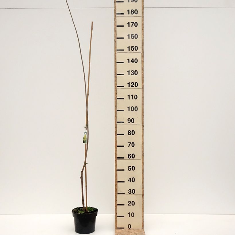 Example of Populus x canadensis Serotina Aurea - Peuplier euraméricain Pot de 4L/5L as you get in hiver