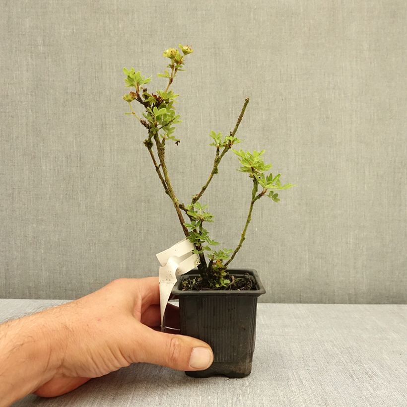 Example of Potentilla fruticosa Creme brulée- Potentille arbustive Godet de 8/9 cm as you get in ete