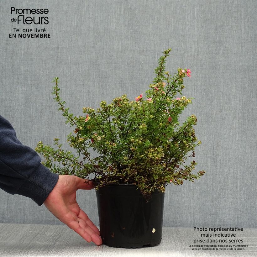 Example of Potentilla fruticosa Danny Boy - Potentille arbustive à fleurs simples rose framboise Pot de 2L/3L as you get in automne