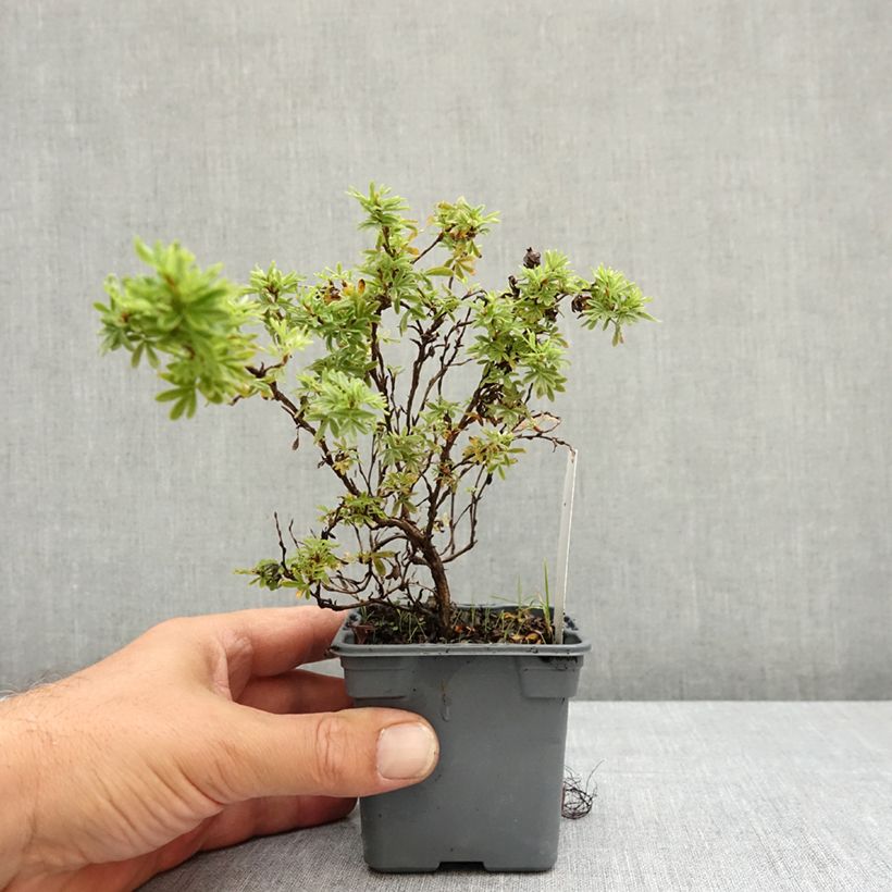 Example of Potentilla fruticosa Marian Red Robin - Potentille arbustive Godet de 8/9 cm as you get in ete