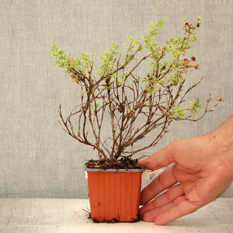 Example of Potentilla fruticosa Tangerine - Potentille arbustive  Godet de 8/9 cm as you get in ete