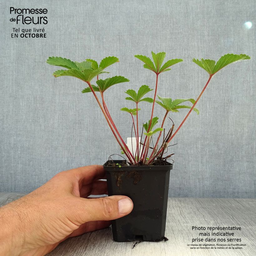 Example of Potentilla nepalensis Miss Willmott - Potentille vivace du Népal Godet de 8/9 cm as you get in automne