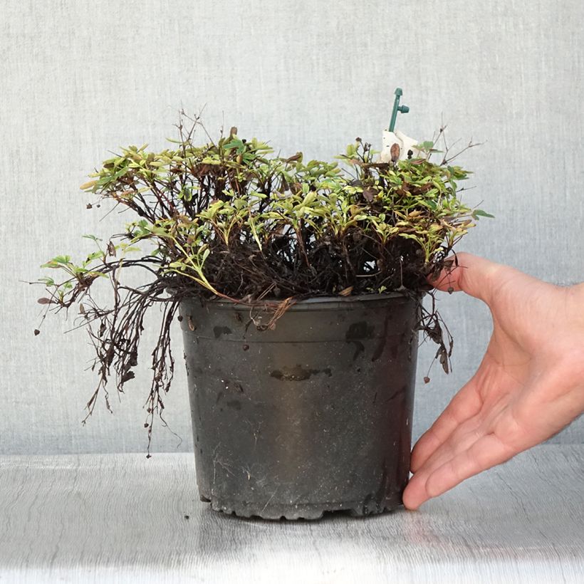 Example of Potentilla tridentata Nuuk - Potentille vivace Pot de 1,5L/2L as you get in automne