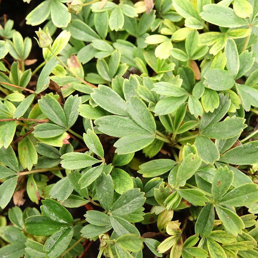 Potentilla tridentata Nuuk - Potentille vivace (Foliage)