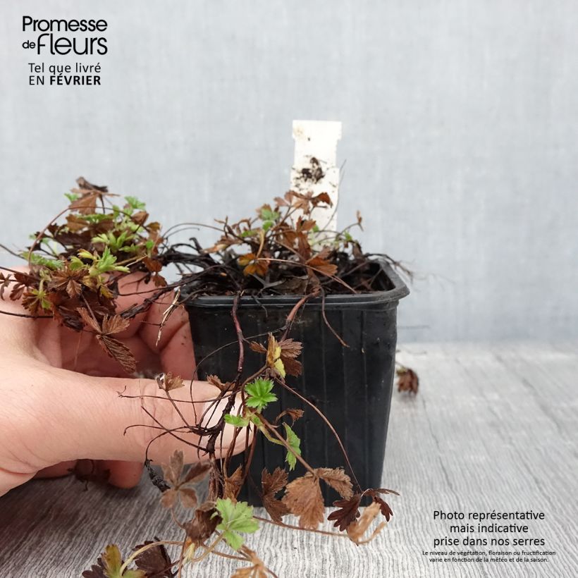 Example of Potentilla verna - Potentille de printemps Godet de 8/9 cm as you get in hiver
