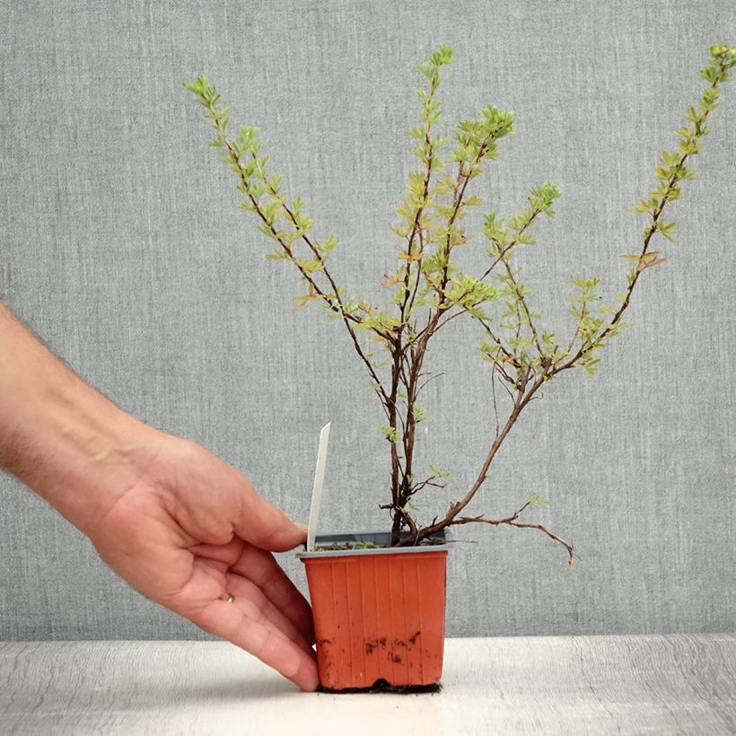 Example of Potentille arbustive Hopley's Orange Godet de 8/9 cm as you get in ete