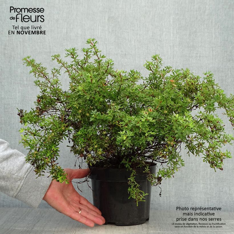 Example of Potentille arbustive Hopley's Orange Pot de 3L/4L as you get in automne