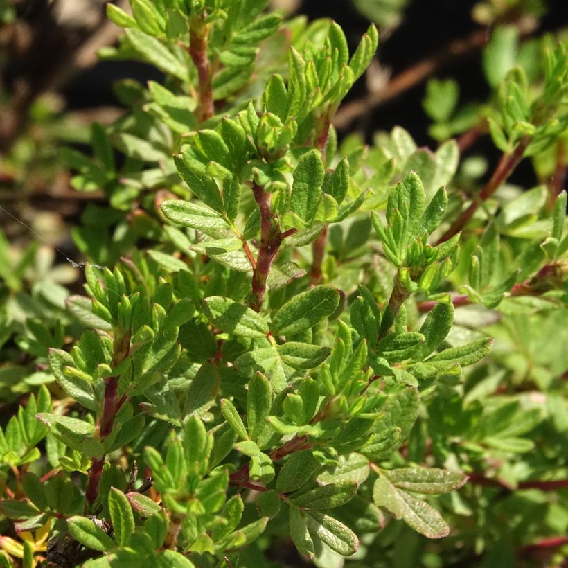 Potentille arbustive - Potentilla fruticosa Double Punch Peach (Foliage)