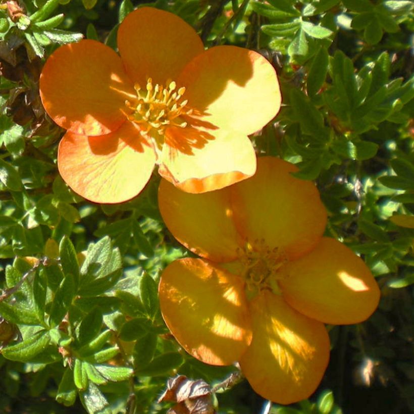Potentilla fruticosa Solar'issima - Potentille arbustive (Flowering)