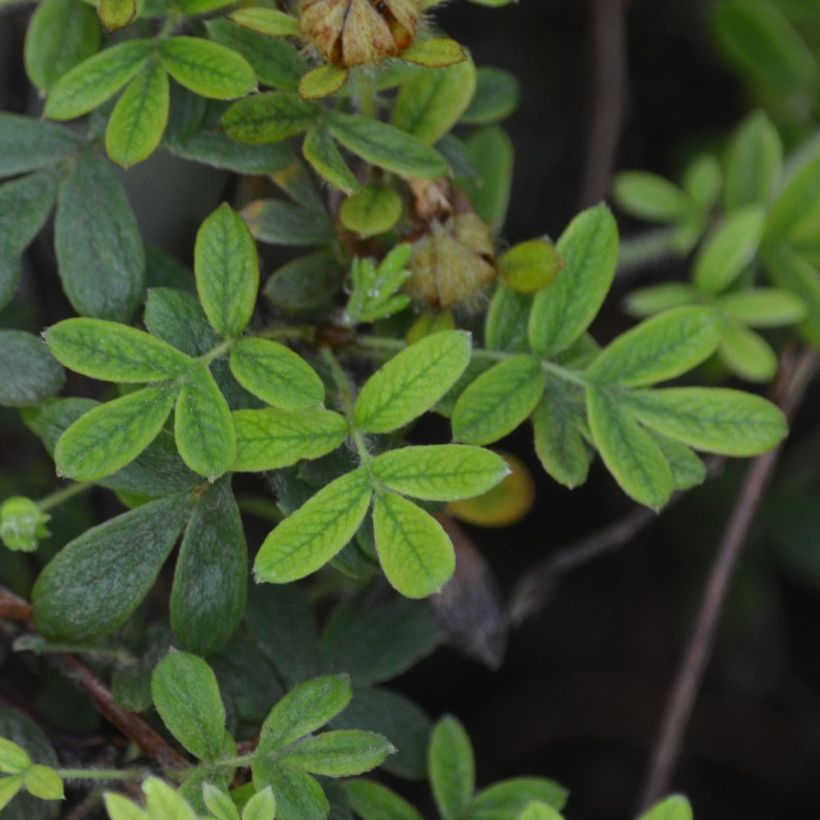 Potentilla fruticosa Primrose Beauty - Potentille arbustive (Foliage)