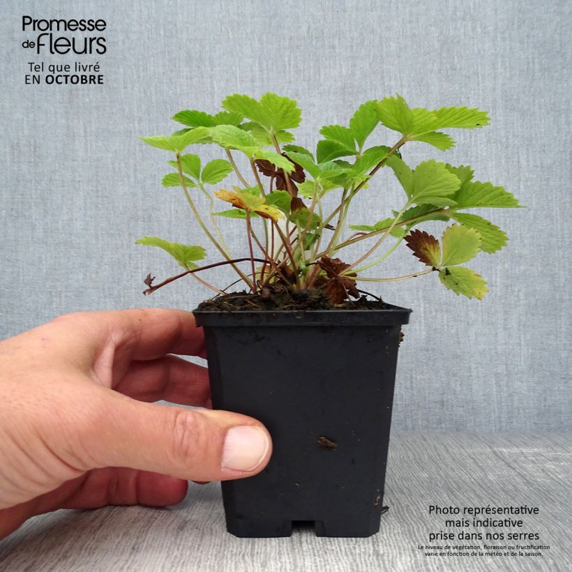 Example of Potentille vivace - Potentilla Gibson s Scarlet Godet de 8/9 cm as you get in automne