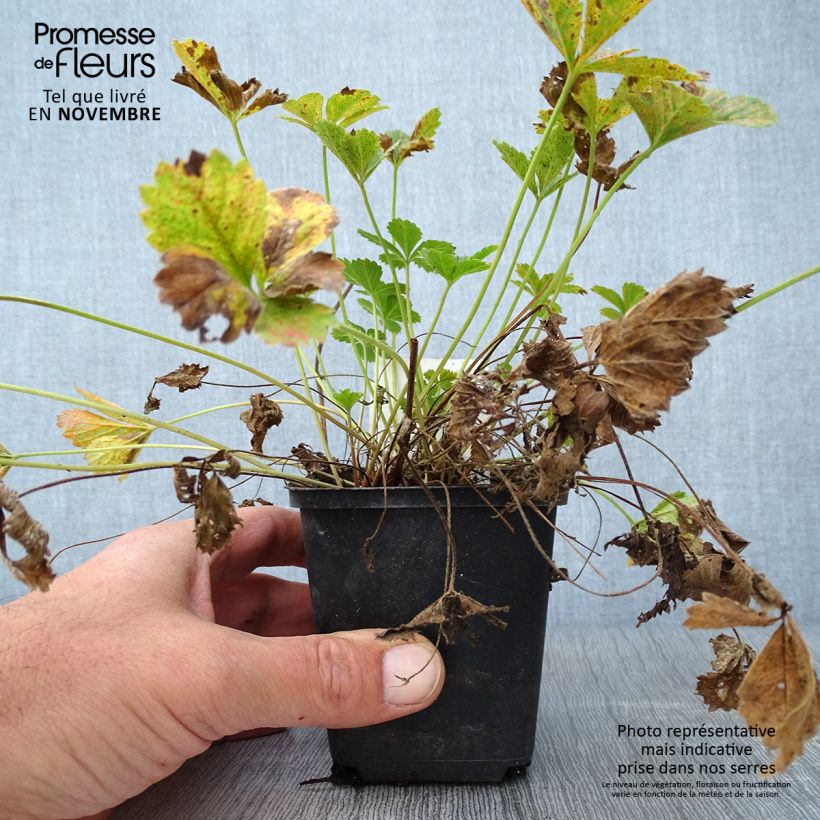 Example of Potentille vivace - Potentilla tonguei Godet de 8/9 cm as you get in automne