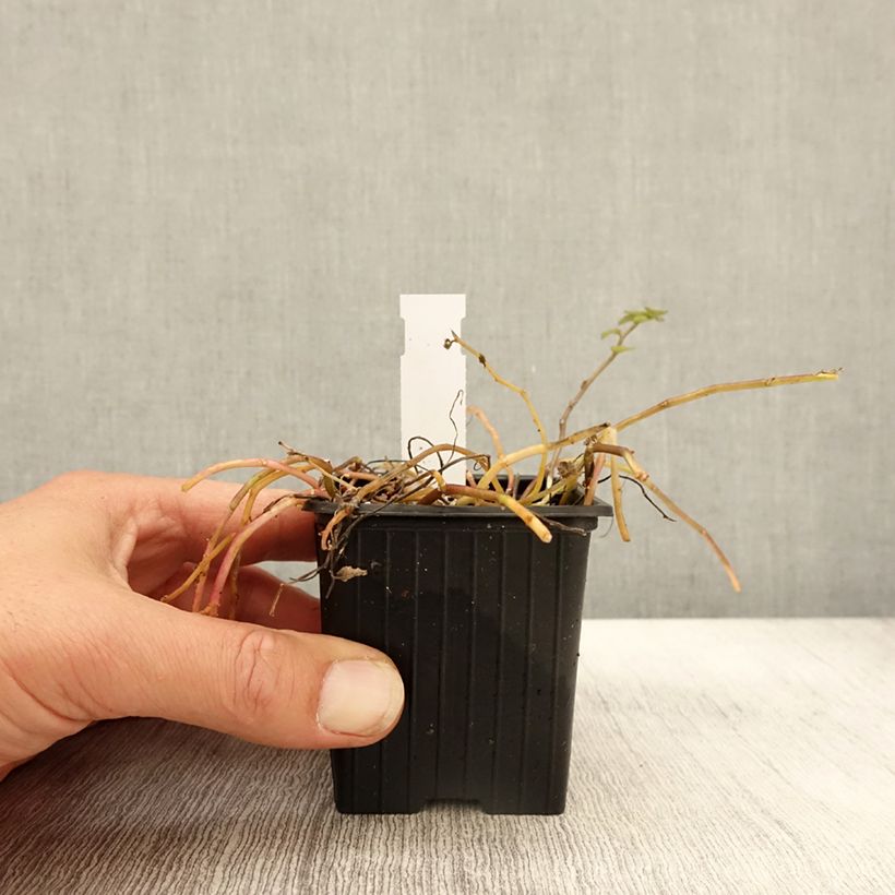 Example of Pratia pedunculata Alba Godet de 8/9 cm as you get in automne