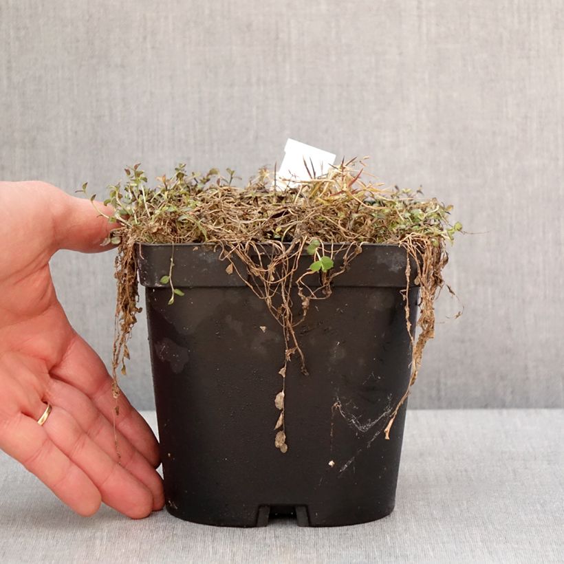 Example of Pratia pedunculata County Park Pot de 2L/3L as you get in hiver