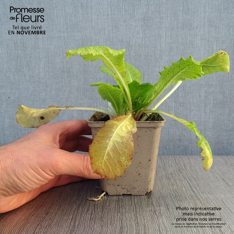 Example of Primevère candélabre - Primula pulverulenta Godet de 8/9 cm as you get in automne