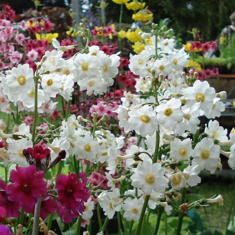 Primevere candélabre - Primula japonica Alba (Flowering)