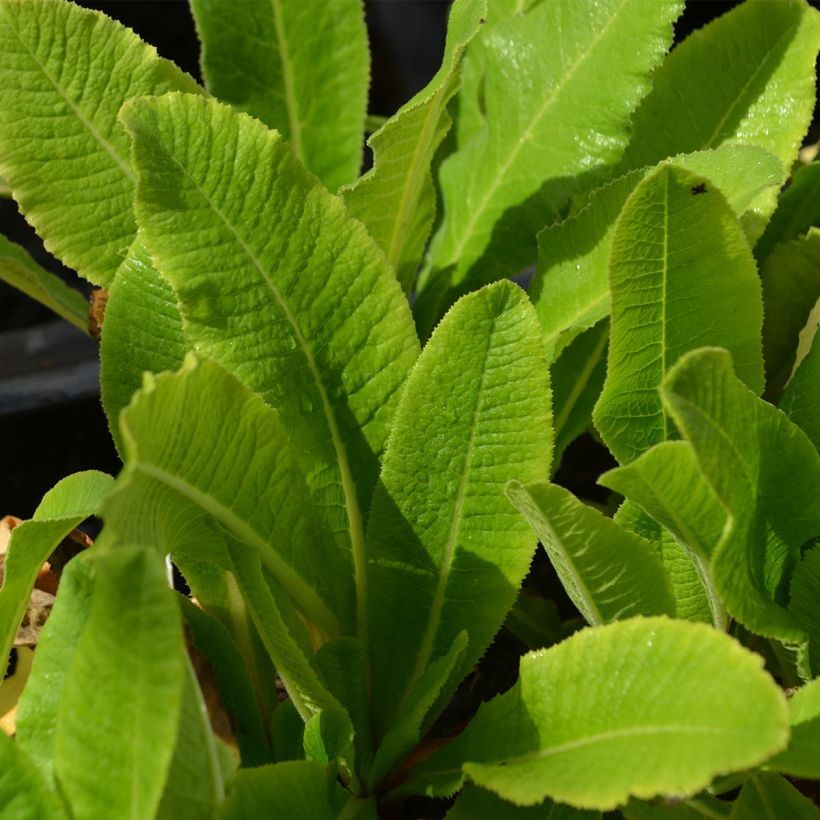 Primevère - Primula denticulata Rubin (Foliage)