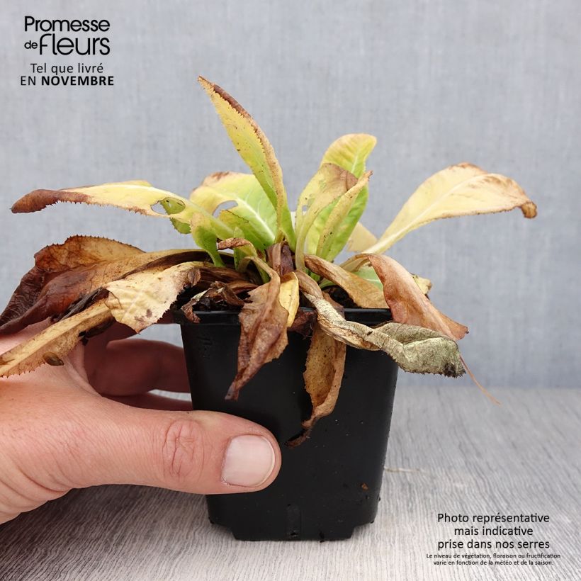 Example of Primevère Prom Lilac - Primula denticulata Godet de 8/9 cm as you get in automne