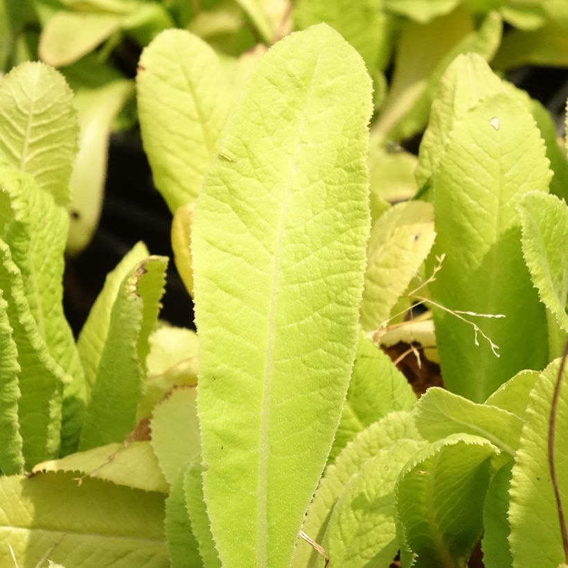 Primevère Prom Lilac - Primula denticulata (Foliage)
