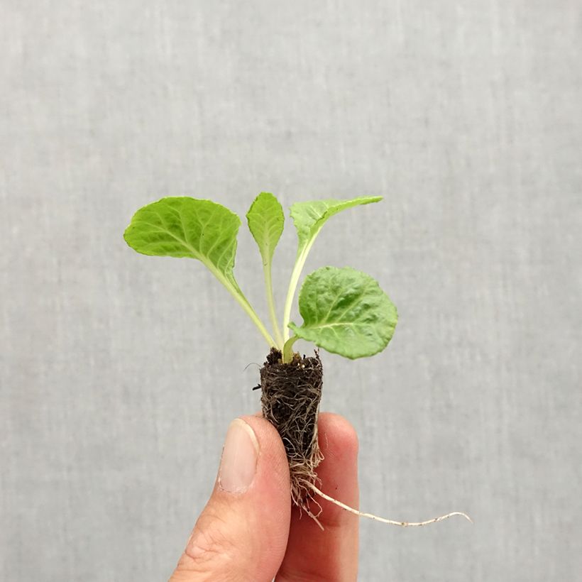 Example of Primevere Rosebud F1 Red Shades - Primula acaulis Mini-motte Ø 1,5/2,5 cm as you get in automne