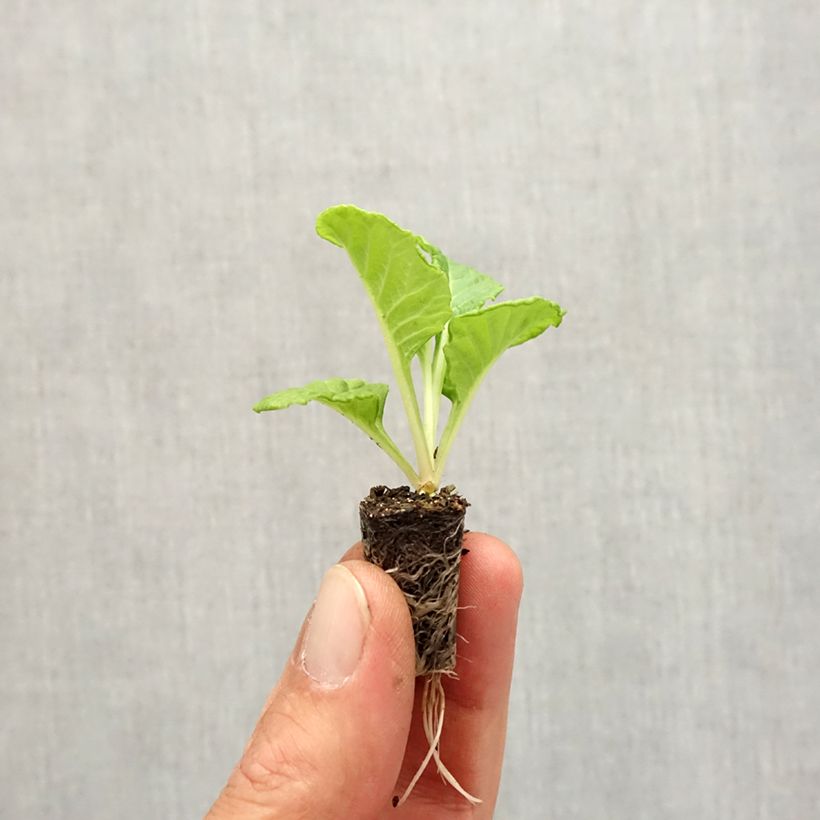 Example of Primevère Rosebud F1 White - Primula vulgaris Mini-motte Ø 1,5/2,5 cm as you get in automne