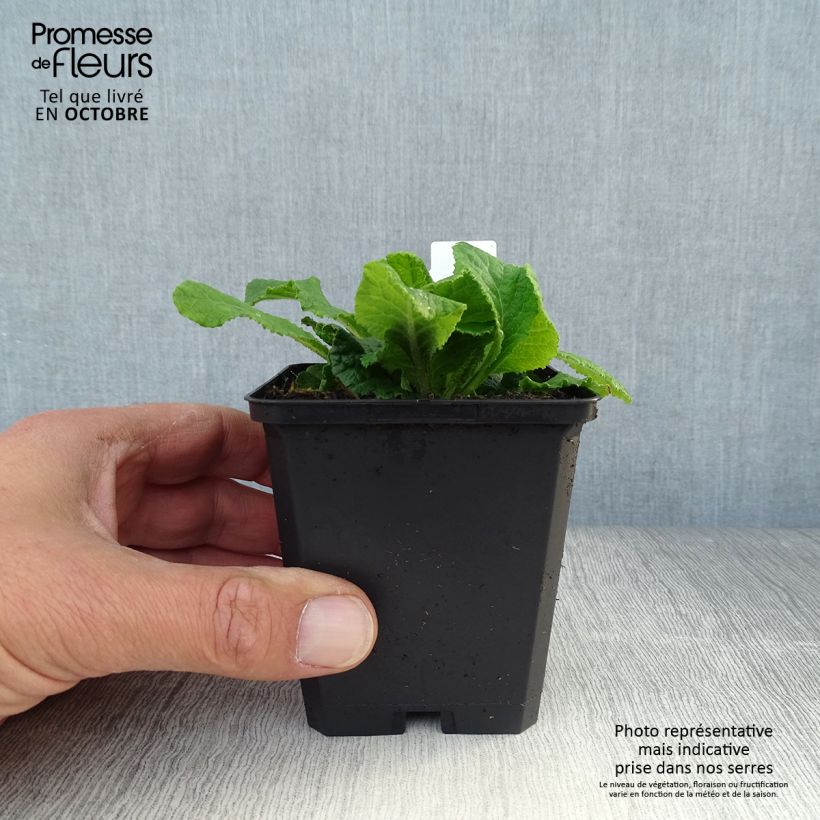 Example of Primevère Sweetie - Primula acaulis Godet de 8/9 cm as you get in automne