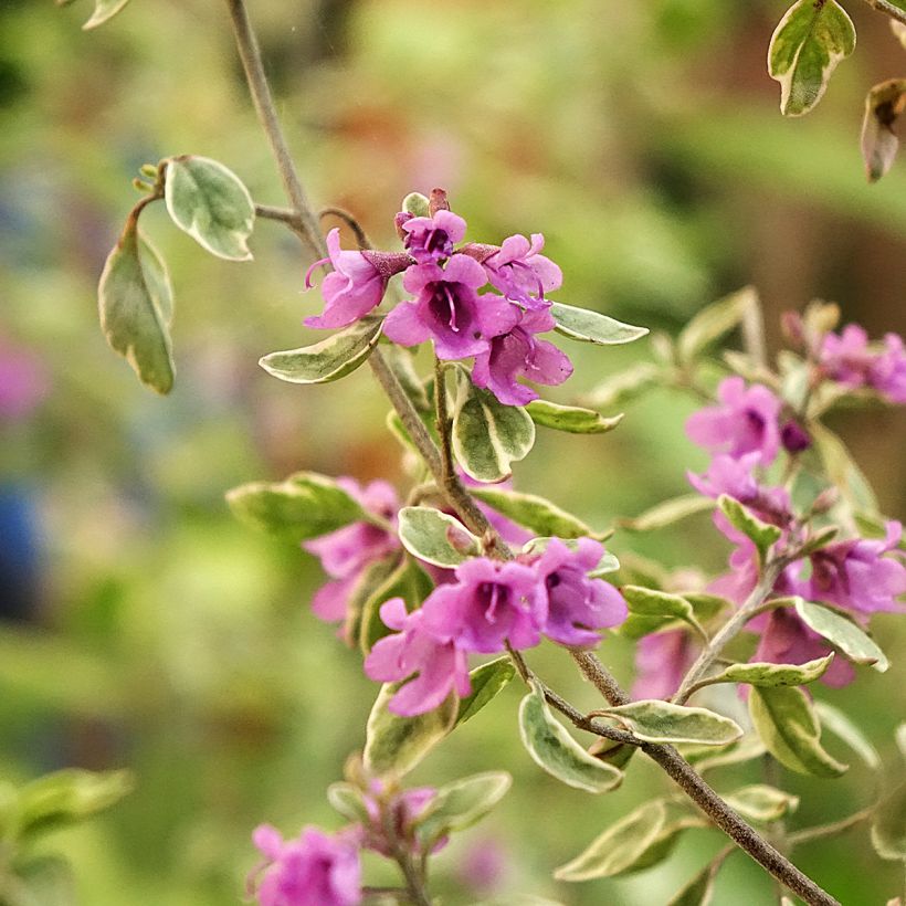 Prostanthera ovalifolia Variegata - Menthe australienne panachée. (Flowering)