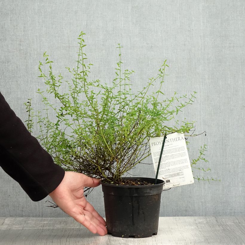 Example of Prostanthera Rosetta - Menthe australienne Pot de 2L/3L as you get in automne