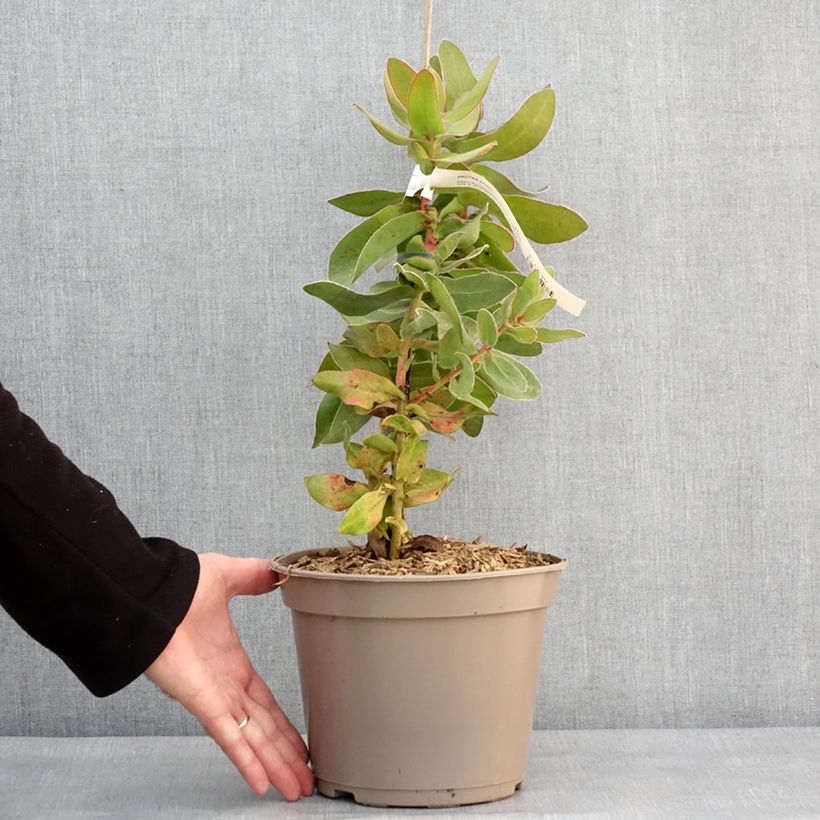 Example of Protea eximia - Protée à feuilles larges Pot de 3L/4L as you get in hiver