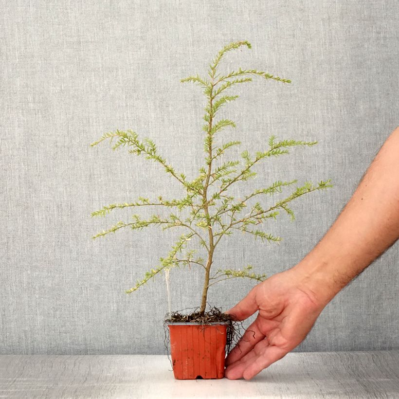 Example of Pruche de l'Ouest - Tsuga heterophylla Godet de 8/9 cm as you get in ete