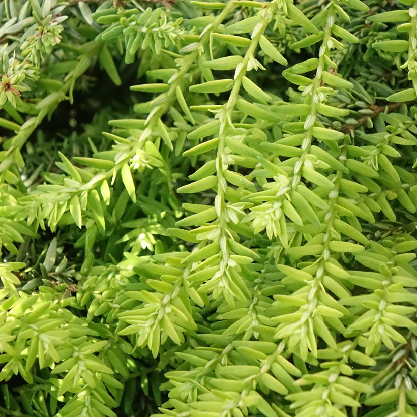 Pruche du Canada - Tsuga canadensis Nana (Foliage)