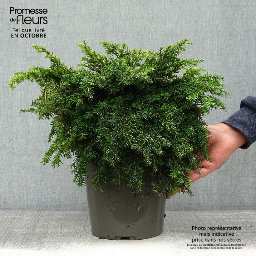 Example of Pruche du Canada - Tsuga canadensis Nana Pot de 3L/4L as you get in automne