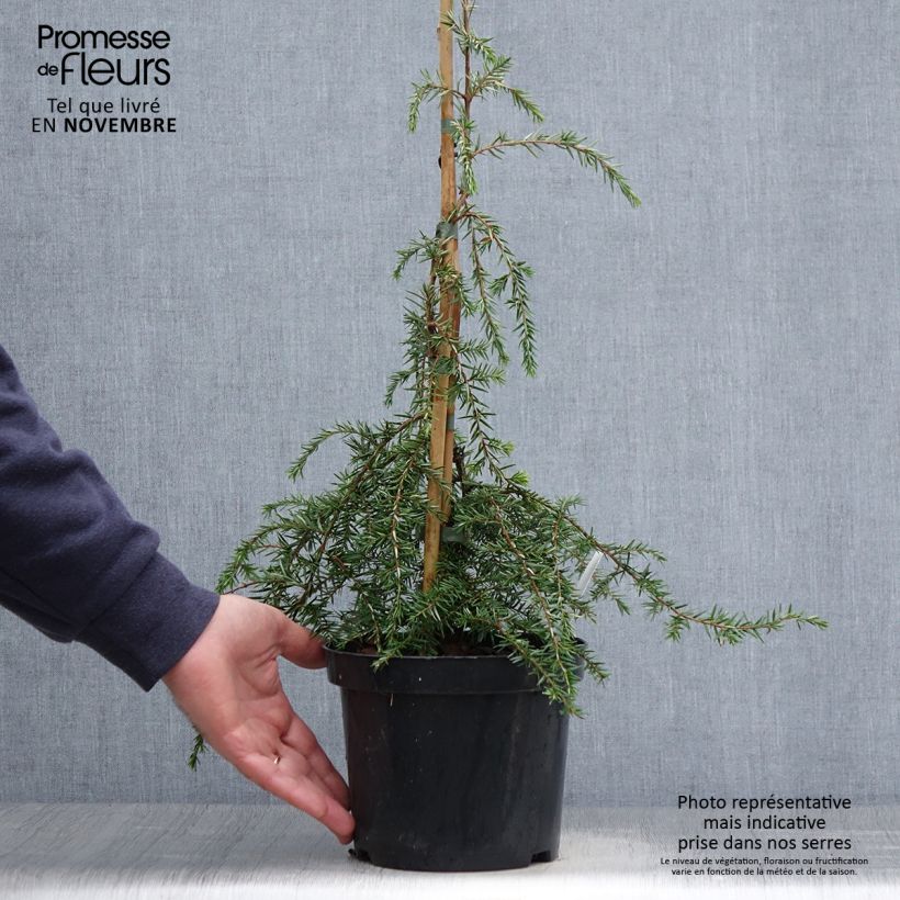 Example of Pruche du Canada - Tsuga canadensis Pendula                        Pot de 2L/3L as you get in automne