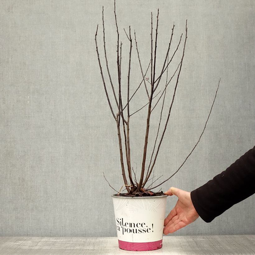 Example of Prunier à fleurs - Prunus cerasifera Nigra Pot de 3L/4L, Buisson as you get in automne