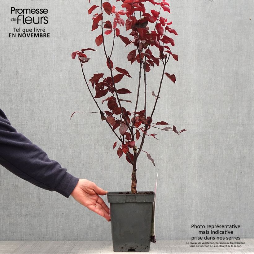 Example of Prunier à fleurs - Prunus cerasifera Nigra Pot de 4L/5L, Tige as you get in automne